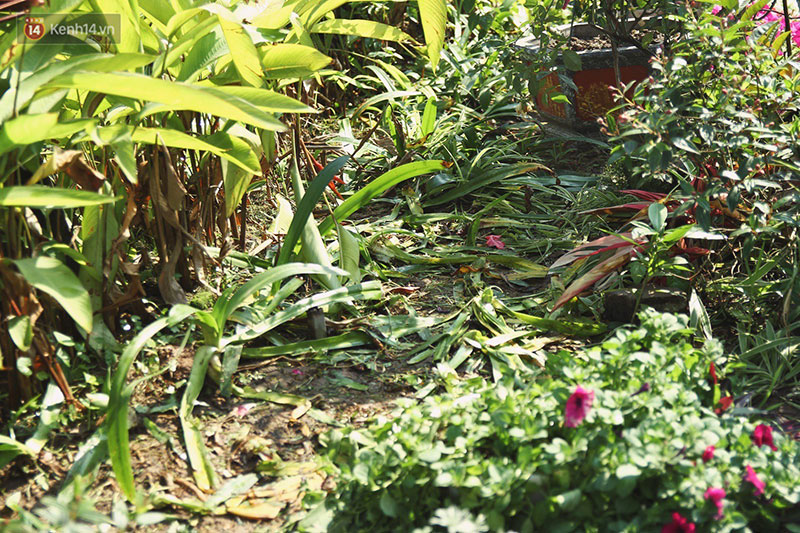 Hình ảnh xấu xí tại lễ hội hoa hồng Bulgaria: Người dân trèo rào, kéo hoa bất chấp để chụp ảnh